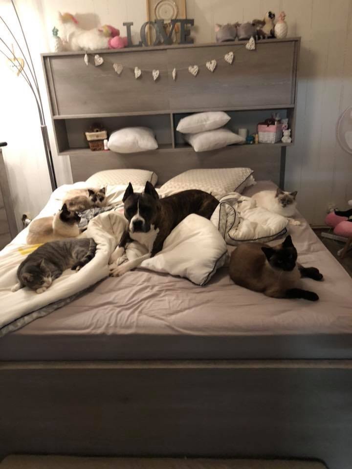 Les chiens à la maison