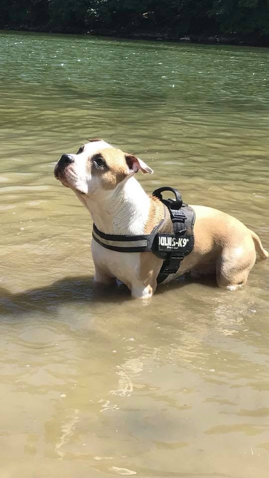 les chiens produit a l'élevage chez leur propriétaire